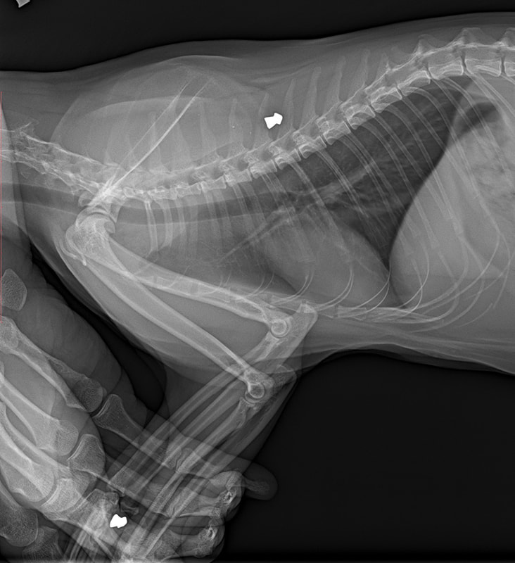 Kočička střelená vzduchovkou. Na rentgenovým snímku jsou vidět diabolky. Naštěstí střela nezasáhla žádné kritické struktury.