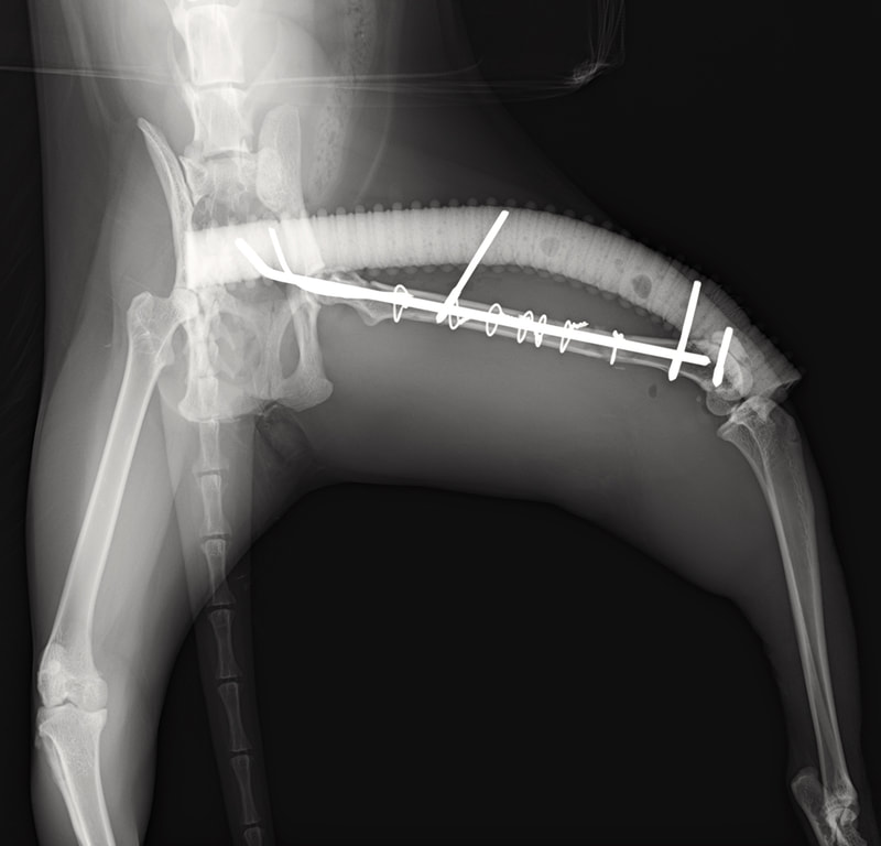 Následná rekonstrukce femorové kosti u kočky a aplikace externího fixátoru