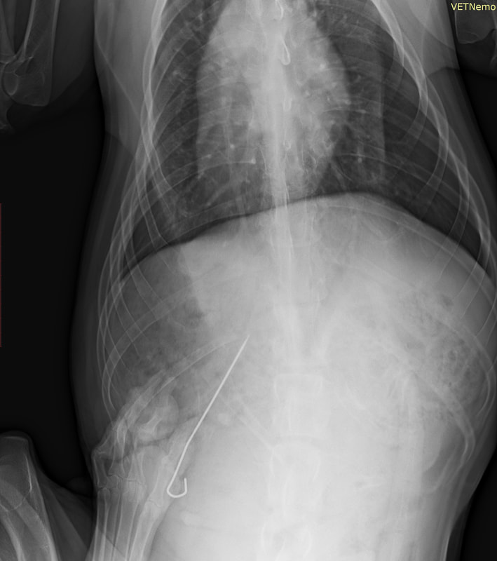 Rentgenový snímek psa který sežral malou grilovací jehlu. Byla následně odstraněná endoskopicky.