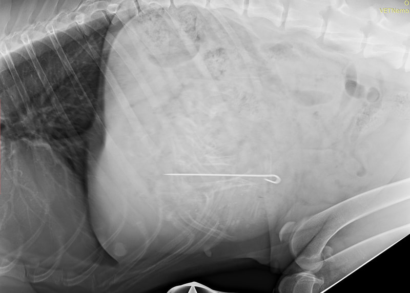 Rentgenový snímek psa který sežral malou grilovací jehlu. Byla následně odstraněná endoskopicky.