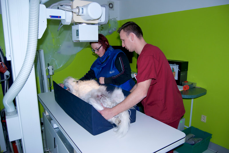 Při rentgenovým vyšetření srdce je nutné pacienta správně polohovat aby byl snímek kvalitní