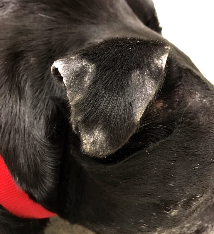 Alopecie ušního boltce u psa s Pemphigus Foliaceus