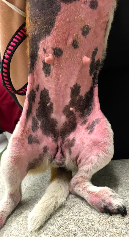 Erytem břicha u psa s atopickou dermatitídou