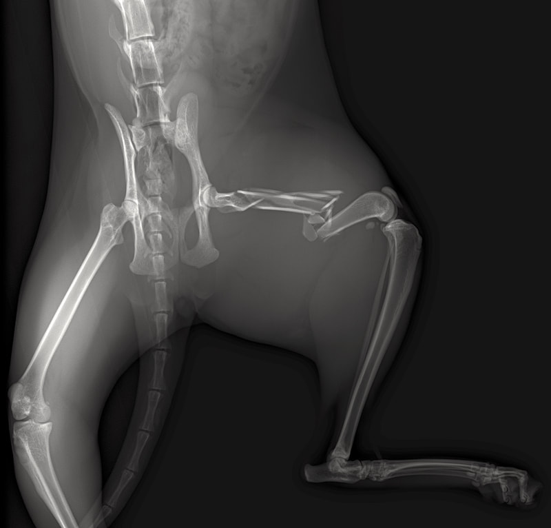 Rentgenový snímek zlomeniny femoru u kočky