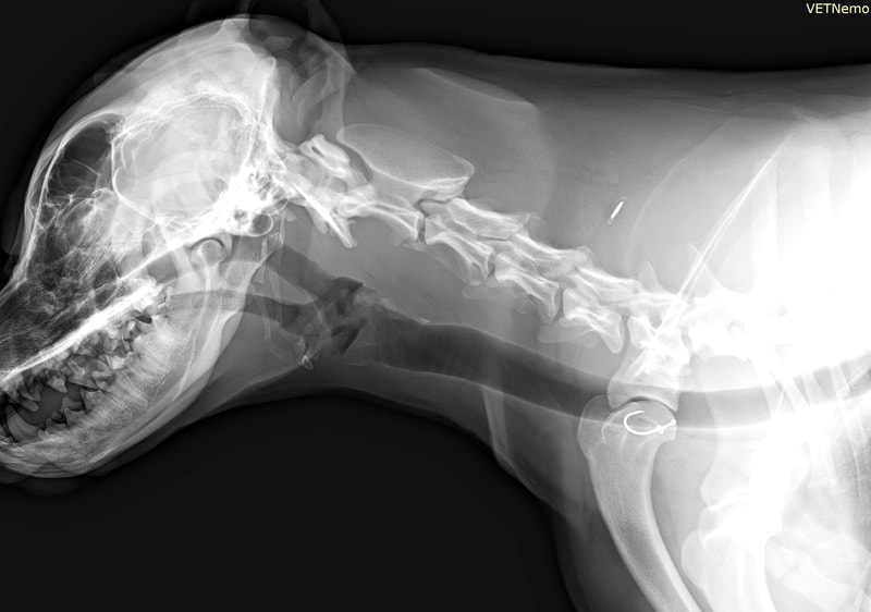 Rentgenový snímek psa který sežral háček na ryby. Byl následně odstraněn endoskopicky.