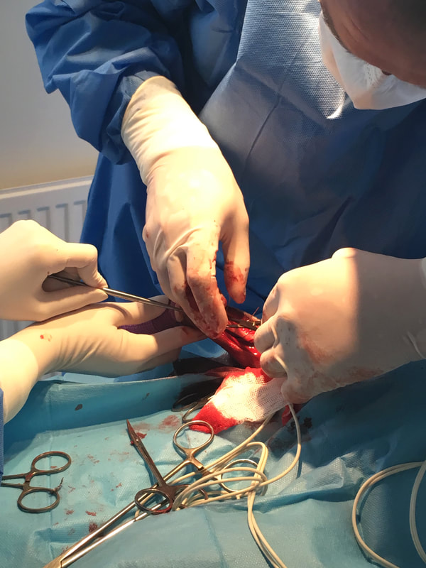 Operace kolenního kloubu u psa
