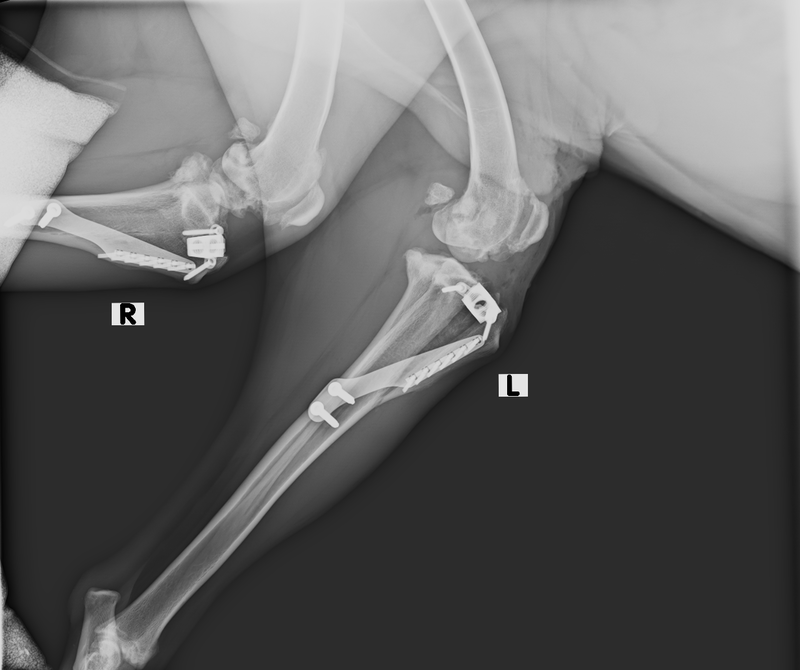 Rentgenový snímek velkého psa po bilaterální TTA operaci a použití “cage implants” (operace byli provedeny s odstupem)